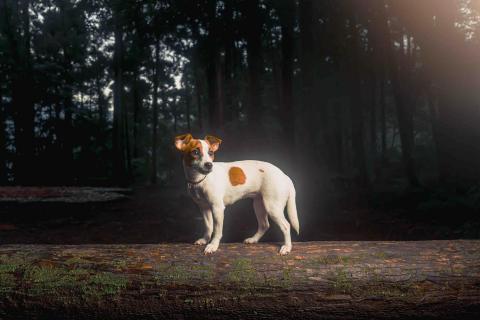 寵物攝影/jason - 