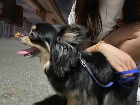 東東媽 / 代客鏟屎、散步 - 