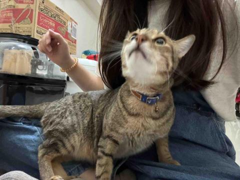 東東媽 / 代客鏟屎、散步 - 