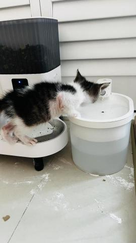 周哆啦 - 自己奶的流浪貓