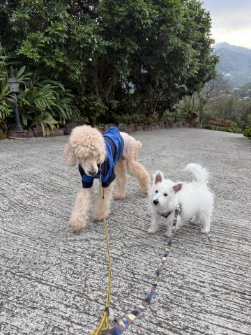 周哆啦 - 遛遛狗（16歲巨貴和1歲西高地）