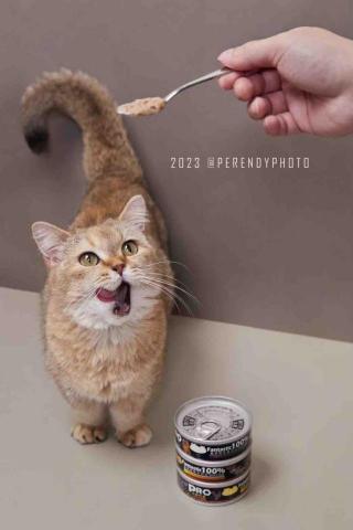 木本生創意影像工作室 - 