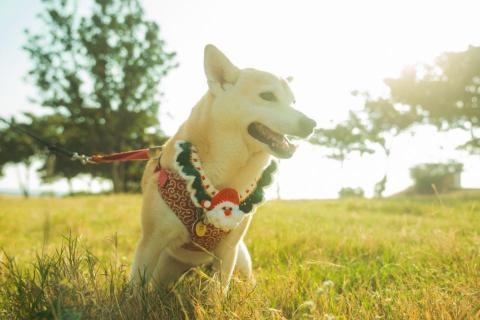 Maois Radio 影像工作室 - 