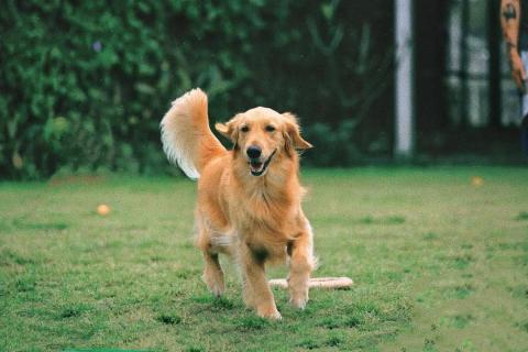 毛孩樂寵物接送及散步 - 