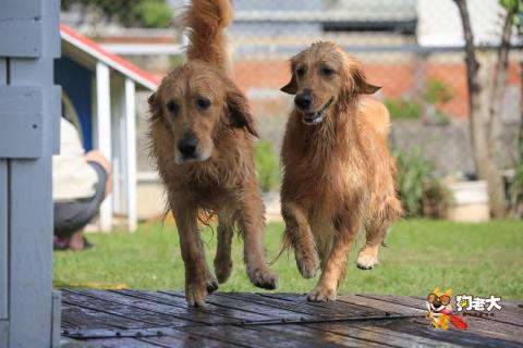 毛孩樂寵物接送及散步 - 