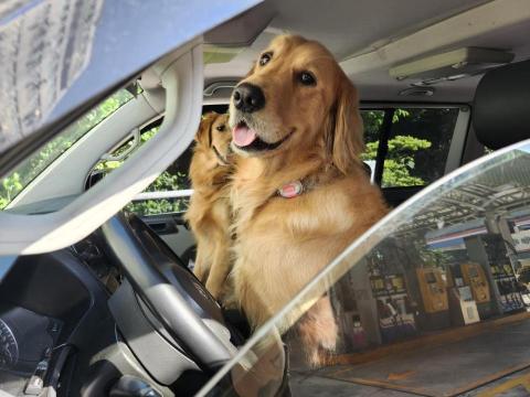 毛孩樂寵物接送及散步 - 