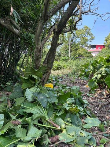 除草特攻隊 - 客戶的要求一定辦到好