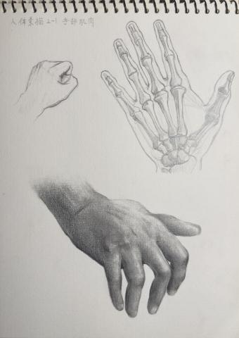 曾泓齊 - 為人體素描練習-手部肌肉、骨骼&mdash;鉛筆