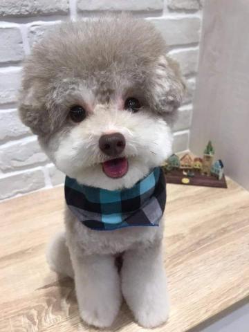 謝佳芯 - 朋友出國寄養的毛寵