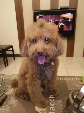 謝佳芯 - 寄養，散步，洗澡後，開心的笑