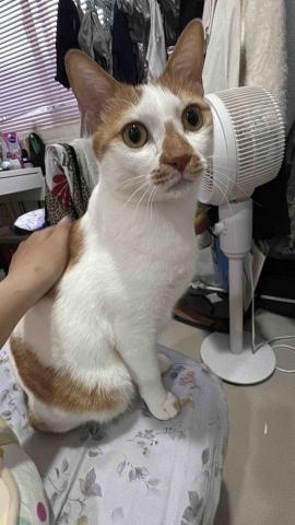 小太陽全職寵物保姆🔅到府照顧&middot;細心呵護🐾《2025整年都開放 - 