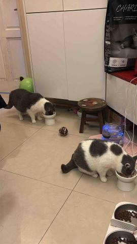 小太陽全職寵物保姆🔅到府照顧&middot;細心呵護🐾《2025整年都開放 - 