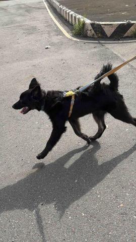 小太陽全職寵物保姆🔅到府照顧&middot;細心呵護🐾《2025整年都開放 - 