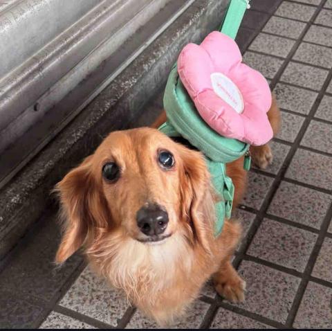 小太陽全職寵物保姆🔅到府照顧&middot;細心呵護🐾《2025整年都開放 - 