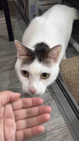 小太陽全職寵物保姆🔅到府照顧&middot;細心呵護🐾《2025整年都開放 - 