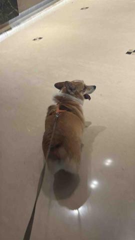 小太陽全職寵物保姆🔅到府照顧&middot;細心呵護🐾《2025整年都開放 - 