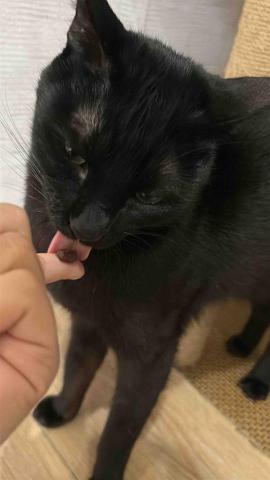 小太陽全職寵物保姆🔅到府照顧&middot;細心呵護🐾《2025整年都開放 - 