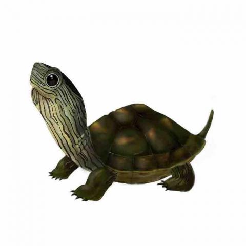 seon - 委託Q版烏龜