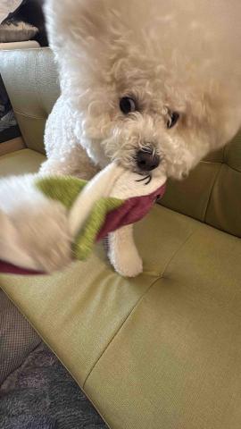 小太陽全職寵物保姆🔅到府照顧&middot;細心呵護🐾《2025整年都開放 - 