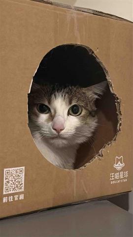 小太陽全職寵物保姆🔅到府照顧&middot;細心呵護🐾《2025整年都開放 - 