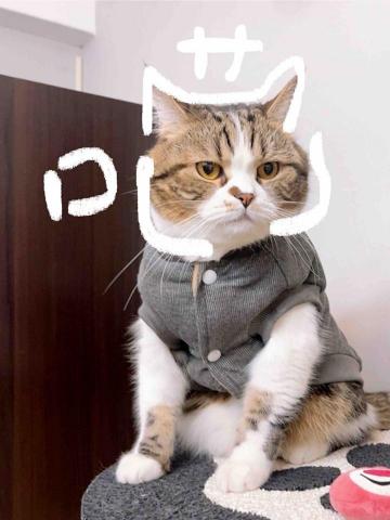 提供遛狗绳服務的專家愛貓狗