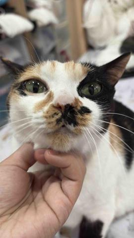 小太陽全職寵物保姆🔅到府照顧&middot;細心呵護🐾《2025整年都開放 - 