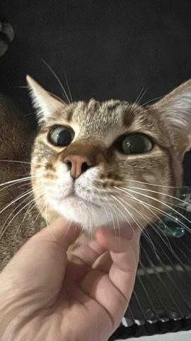 小太陽全職寵物保姆🔅到府照顧&middot;細心呵護🐾《2025整年都開放 - 