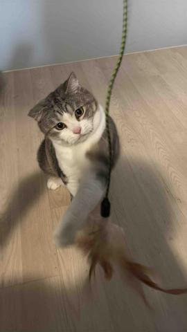 小太陽全職寵物保姆🔅到府照顧&middot;細心呵護🐾《2025整年都開放 - 