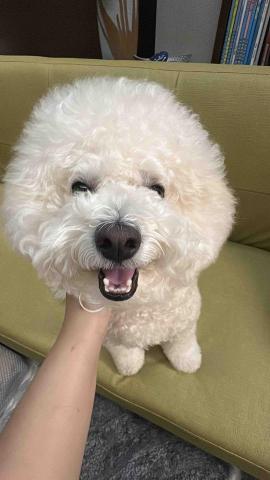 小太陽全職寵物保姆🔅到府照顧&middot;細心呵護🐾《2025整年都開放 - 