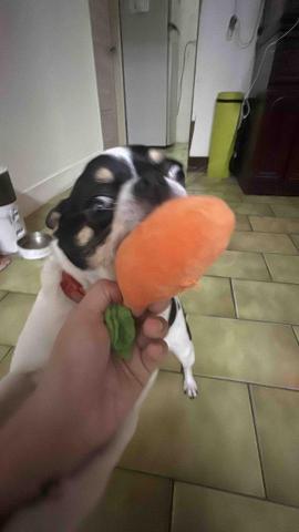 小太陽全職寵物保姆🔅到府照顧&middot;細心呵護🐾《2025整年都開放 - 