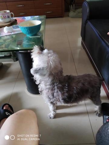 philip - 貪吃的狗狗