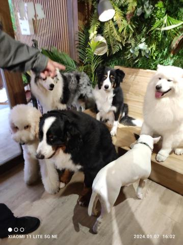 philip - 各種狗狗都讓人喜愛