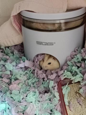 鄭淨予 - 可寄養倉鼠