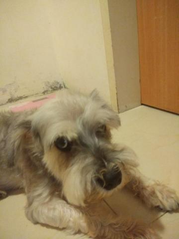 philip - 很萌的狗狗