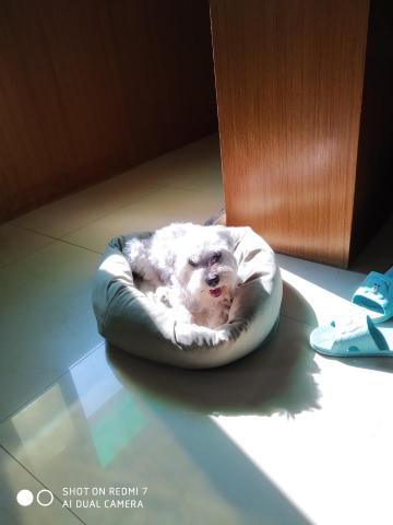 philip - 狗狗日光浴