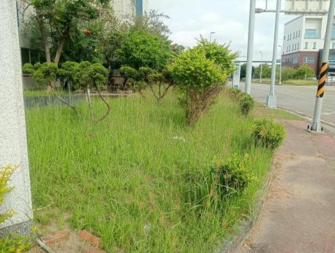 王東明 - 除草前 王東明 - 除草前