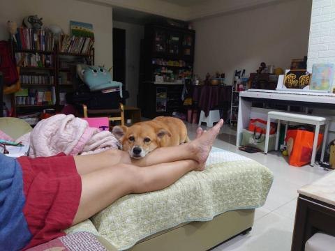 黃如子 - 這是我家的狗，已經11歲，會陪我練琴，不會攻擊其他狗