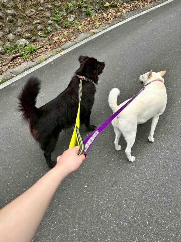 小可遛遛隊 - 自家狗狗散步