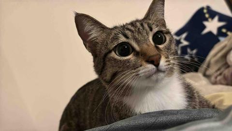 貓貓在家個人工作室