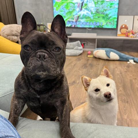 提供寵物美容接送服務的專家姜先生