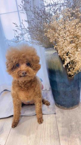 良得消毒病媒防治 - 