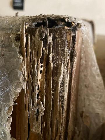 24小時病媒防治 - 白蟻防治