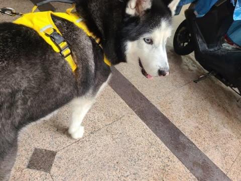 DONG - 哈士奇狗蛋散步 