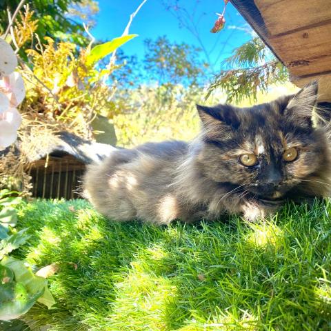 提供攝影燈服務的專家莊英町