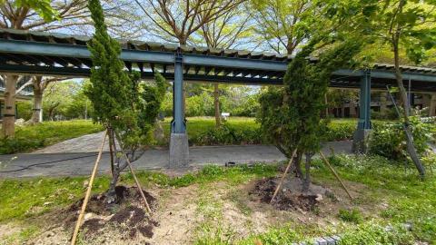 三甲園藝景觀有限公司 - 龍柏移植