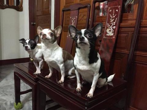 METWO寵物保姆 - 當天使們的一家人