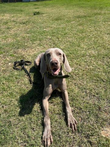 汪星訓犬師（昱誠） - 