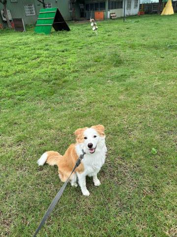 汪星訓犬師（昱誠） - 