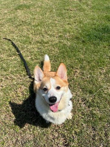 汪星訓犬師（昱誠） - 