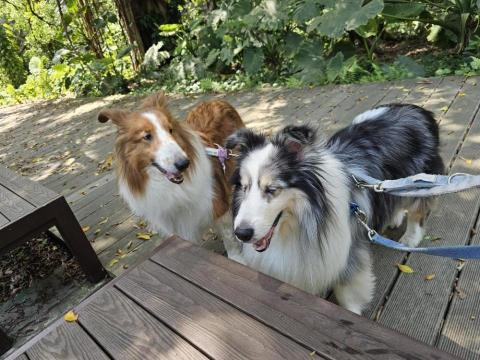 摳麻 - 客人的狗狗